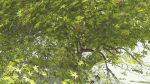 EVERYPlant Japanese Maple LowPoly 2 --18 Models--