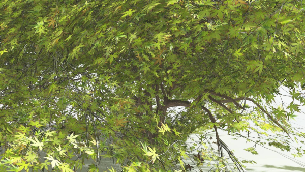 EVERYPlant Japanese Maple LowPoly 2 --18 Models--