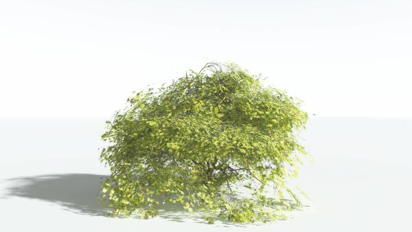 EVERYPlant Japanese Maple LowPoly 2 --18 Models--