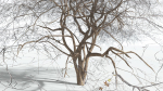 EVERYPlant Japanese Maple LowPoly 2 --18 Models--