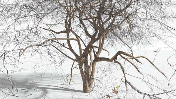 EVERYPlant Japanese Maple LowPoly 2 --18 Models--