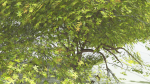 EVERYPlant Japanese Maple LowPoly 2 --18 Models--