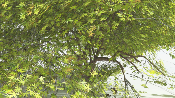 EVERYPlant Japanese Maple LowPoly 2 --18 Models--