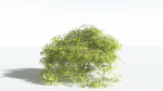EVERYPlant Japanese Maple LowPoly 2 --18 Models--
