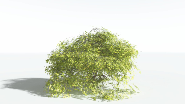 EVERYPlant Japanese Maple LowPoly 2 --18 Models--