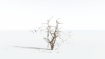 EVERYPlant Japanese Maple LowPoly 2 --18 Models--