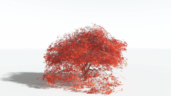 EVERYPlant Japanese Maple LowPoly 2 --18 Models--