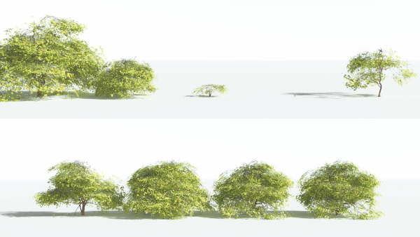 EVERYPlant Japanese Maple LowPoly 2 --18 Models--