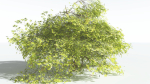 EVERYPlant Japanese Maple LowPoly 2 --18 Models--