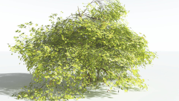EVERYPlant Japanese Maple LowPoly 2 --18 Models--