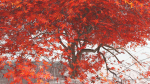 EVERYPlant Japanese Maple LowPoly 2 --18 Models--