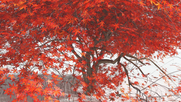 EVERYPlant Japanese Maple LowPoly 2 --18 Models--