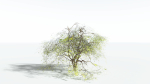 EVERYPlant Japanese Maple LowPoly 2 --18 Models--
