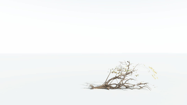 EVERYPlant Japanese Maple LowPoly 2 --18 Models--