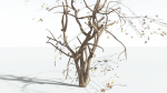 EVERYPlant Japanese Maple LowPoly 2 --18 Models--