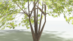 EVERYPlant Japanese Maple LowPoly 2 --18 Models--