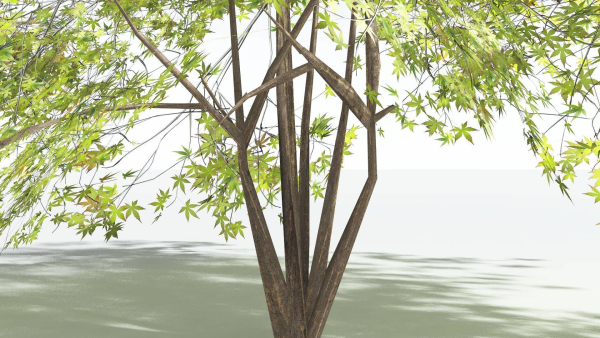 EVERYPlant Japanese Maple LowPoly 2 --18 Models--