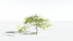 EVERYPlant Japanese Maple LowPoly 2 --18 Models--