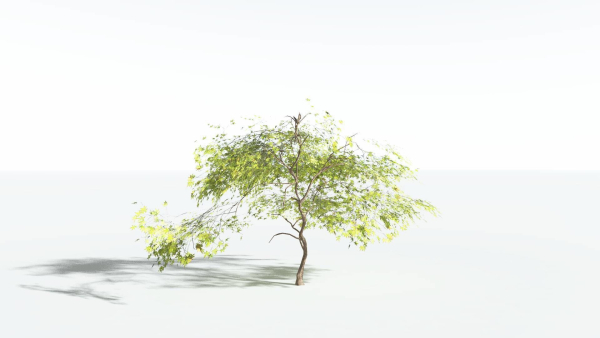 EVERYPlant Japanese Maple LowPoly 2 --18 Models--