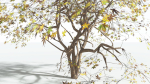 EVERYPlant Japanese Maple LowPoly 2 --18 Models--