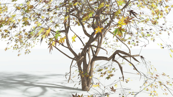 EVERYPlant Japanese Maple LowPoly 2 --18 Models--