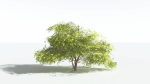 EVERYPlant Japanese Maple LowPoly 2 --18 Models--