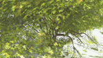 EVERYPlant Japanese Maple LowPoly 2 --18 Models--