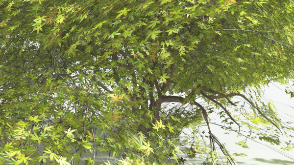 EVERYPlant Japanese Maple LowPoly 2 --18 Models--