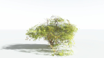 EVERYPlant Japanese Maple LowPoly 2 --18 Models--