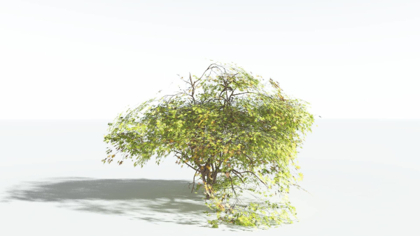 EVERYPlant Japanese Maple LowPoly 2 --18 Models--