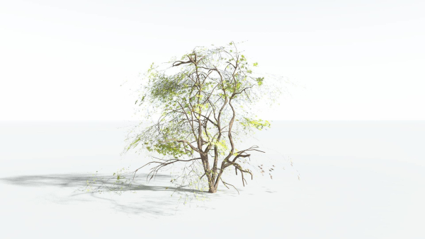 EVERYPlant Japanese Maple LowPoly 4 --18 Models--