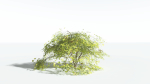 EVERYPlant Japanese Maple LowPoly 4 --18 Models--