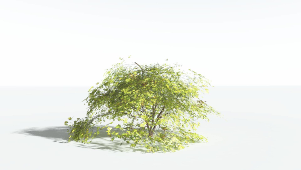 EVERYPlant Japanese Maple LowPoly 4 --18 Models--
