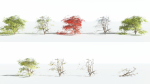 EVERYPlant Japanese Maple LowPoly 4 --18 Models--
