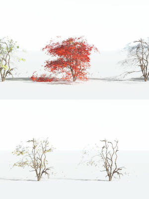 everyplant-japanese-maple-lowpoly-4-18-models-3d-model-0a8875b471