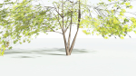 EVERYPlant Japanese Maple LowPoly 4 --18 Models--