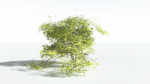 EVERYPlant Japanese Maple LowPoly 4 --18 Models--
