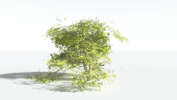EVERYPlant Japanese Maple LowPoly 4 --18 Models--
