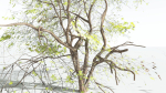 EVERYPlant Japanese Maple LowPoly 4 --18 Models--