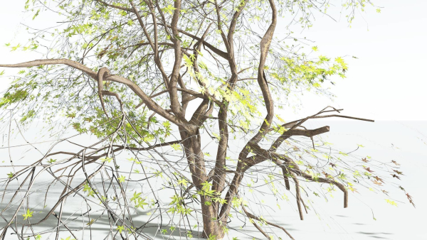 EVERYPlant Japanese Maple LowPoly 4 --18 Models--