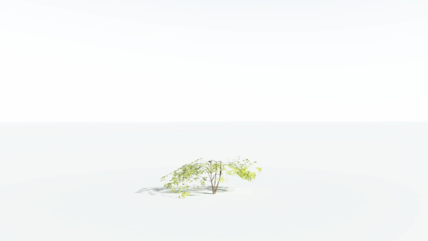 EVERYPlant Japanese Maple LowPoly 4 --18 Models--