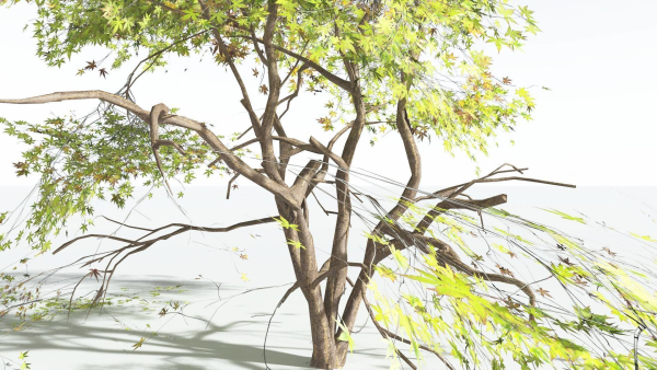 EVERYPlant Japanese Maple LowPoly 4 --18 Models--