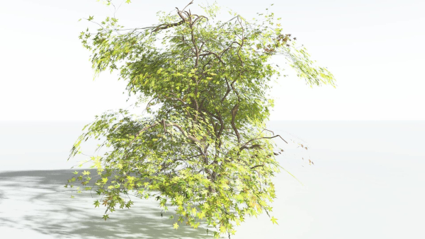 EVERYPlant Japanese Maple LowPoly 4 --18 Models--