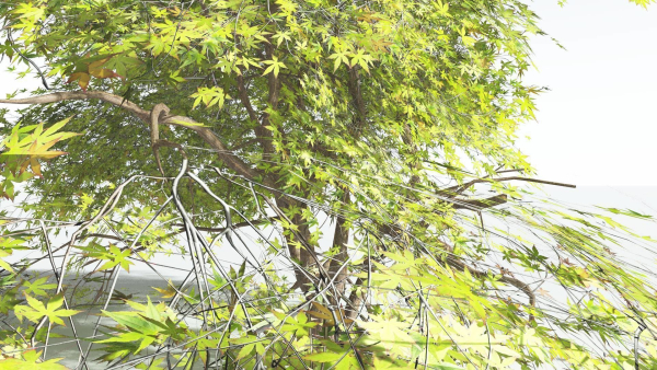 EVERYPlant Japanese Maple LowPoly 4 --18 Models--