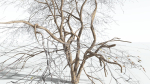 EVERYPlant Japanese Maple LowPoly 4 --18 Models--