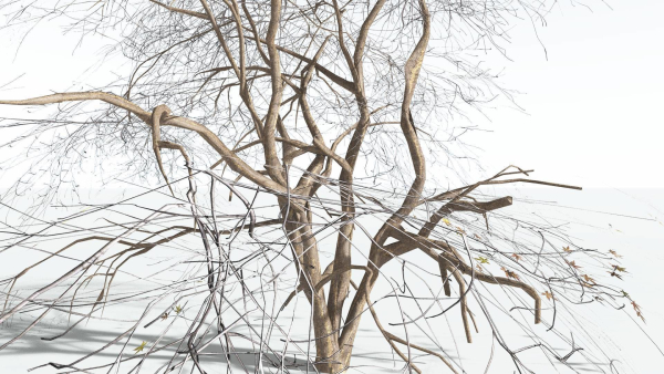 EVERYPlant Japanese Maple LowPoly 4 --18 Models--