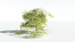 EVERYPlant Japanese Maple LowPoly 4 --18 Models--