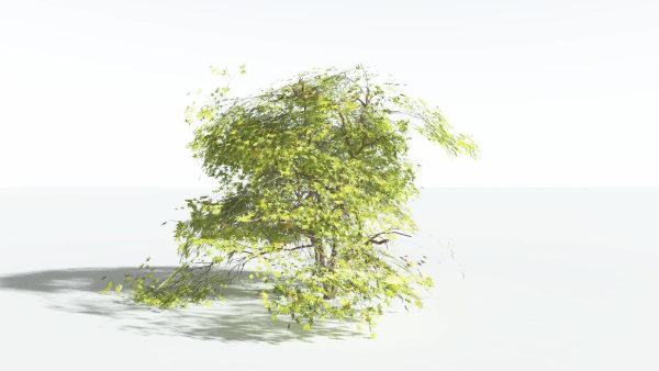 EVERYPlant Japanese Maple LowPoly 4 --18 Models--