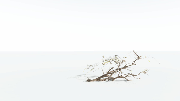 EVERYPlant Japanese Maple LowPoly 4 --18 Models--