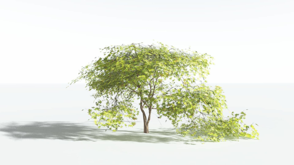 EVERYPlant Japanese Maple LowPoly 4 --18 Models--